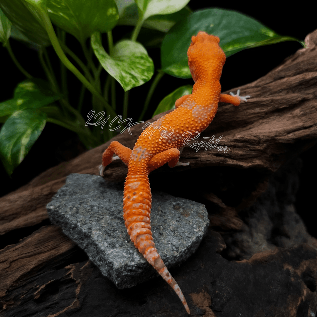 ヒョウモントカゲモドキ レッドデビル