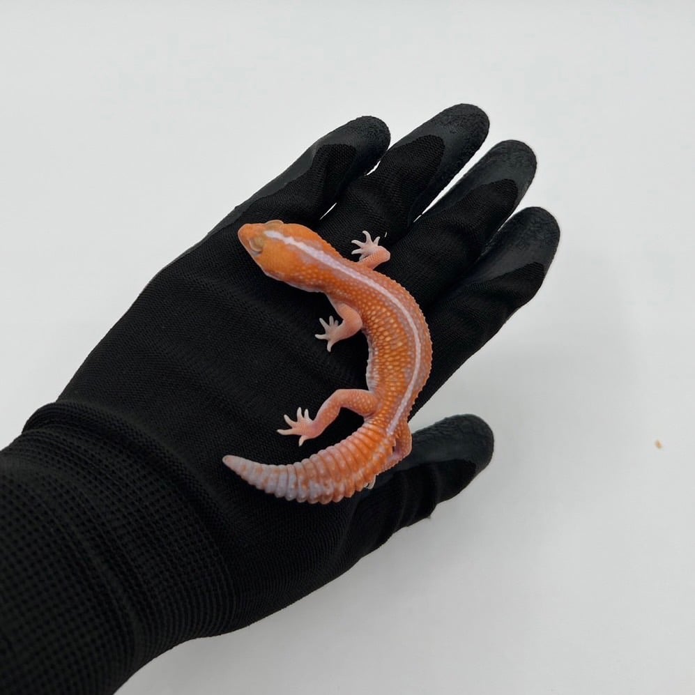 ニシアフリカトカゲモドキ アメルパターンレス