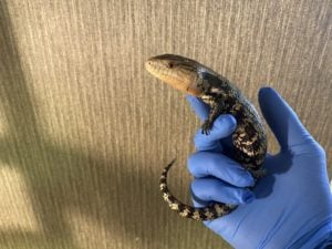 アオジタトカゲ 