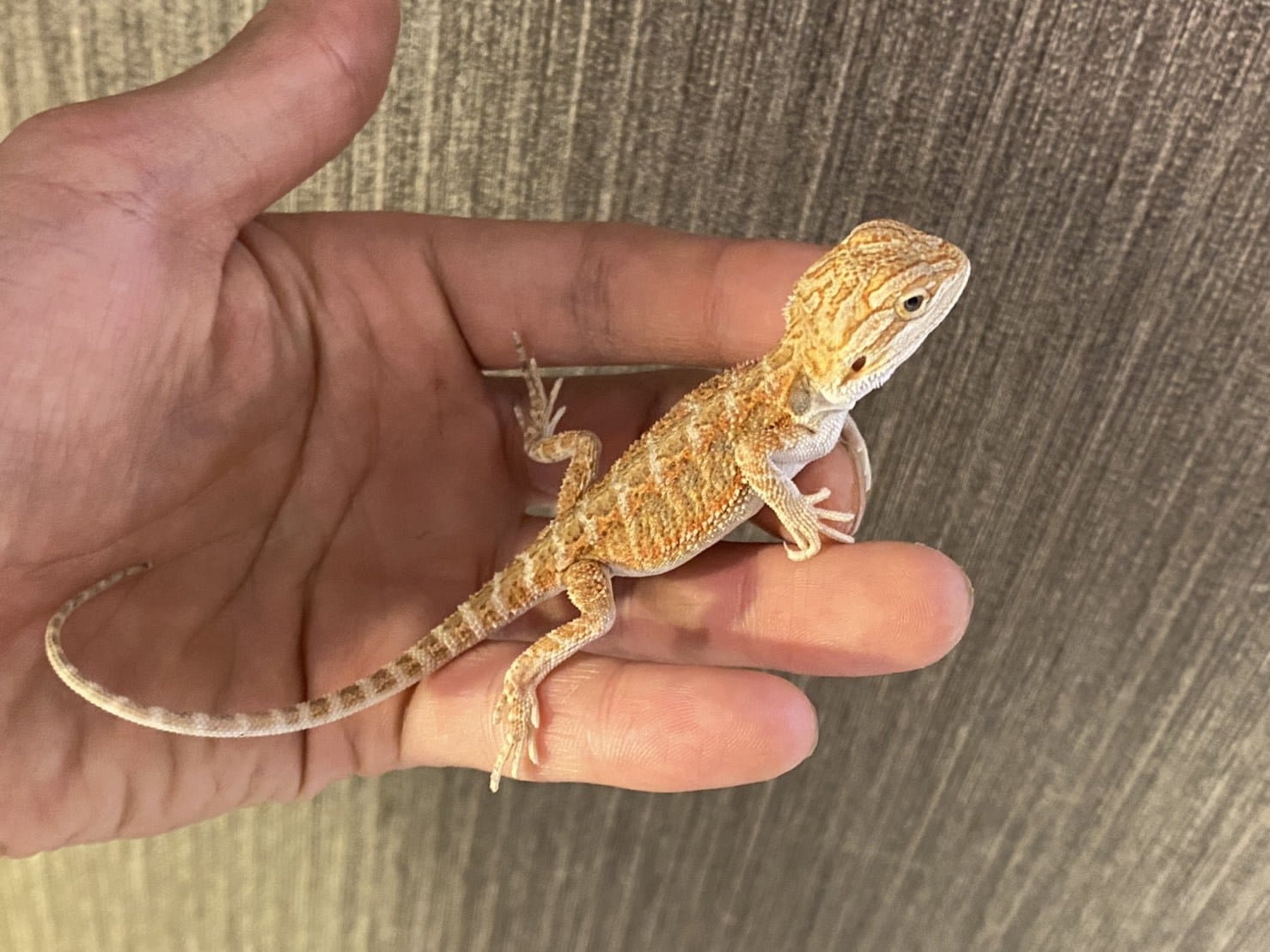 フトアゴヒゲトカゲ レッド
