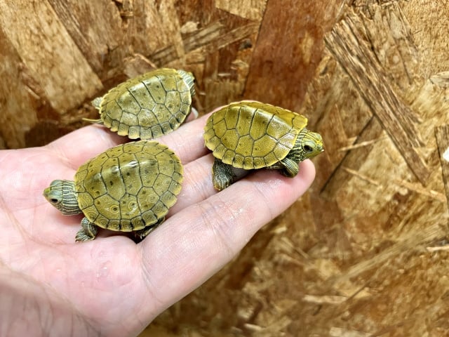 ヒラチズガメ 