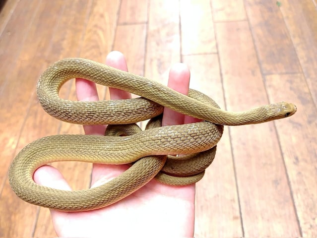 ミドリタマゴヘビ 