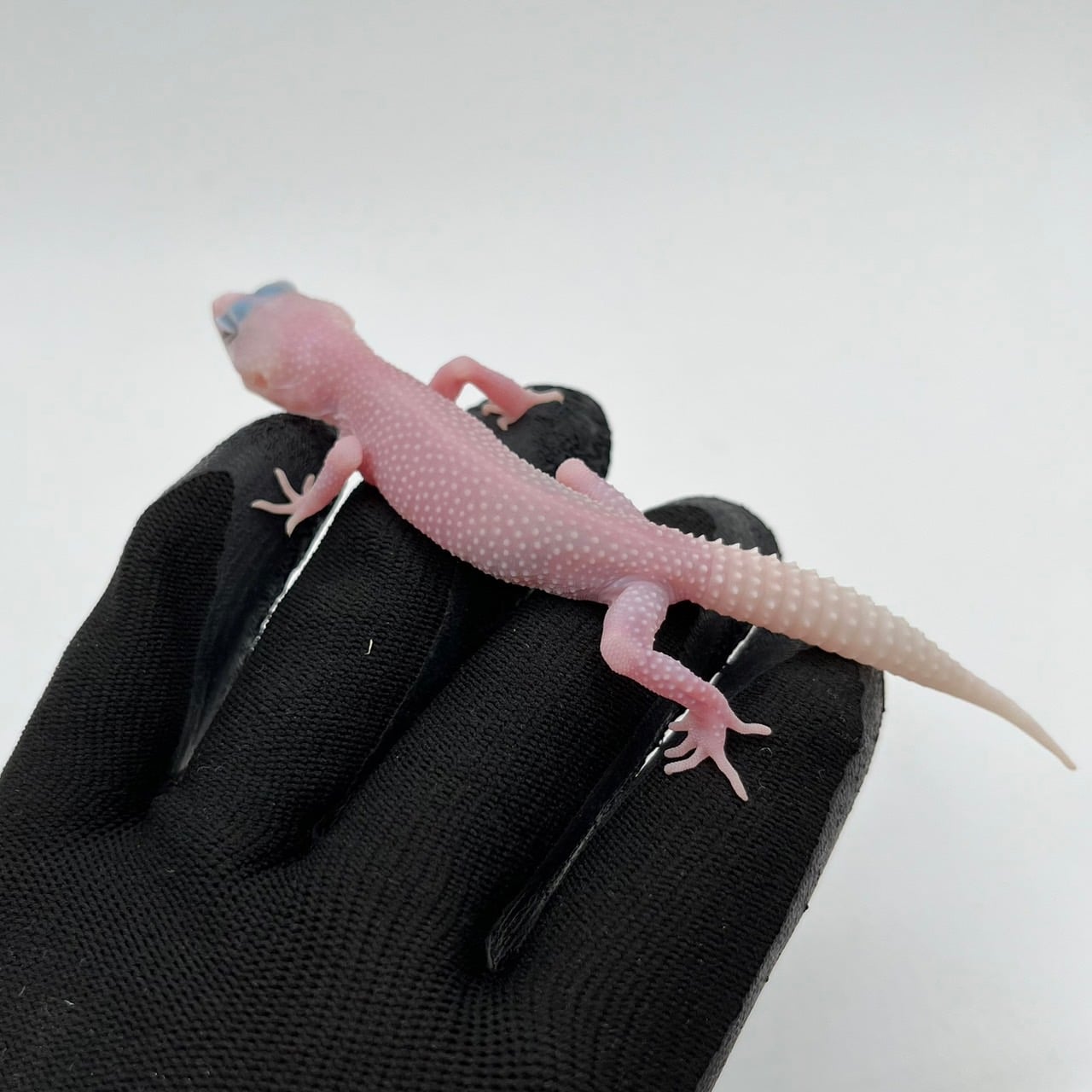 ヒョウモントカゲモドキ スノーディアブロブランコ