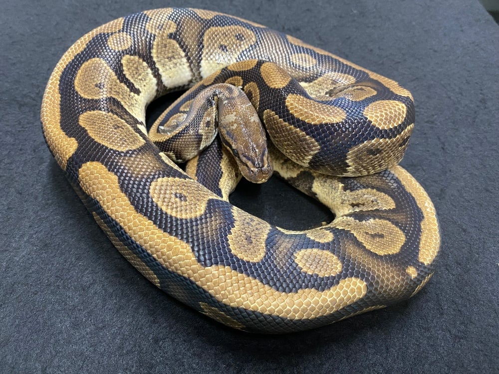 ボールパイソン ファントム