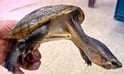 サルヴィンオオニオイガメ 