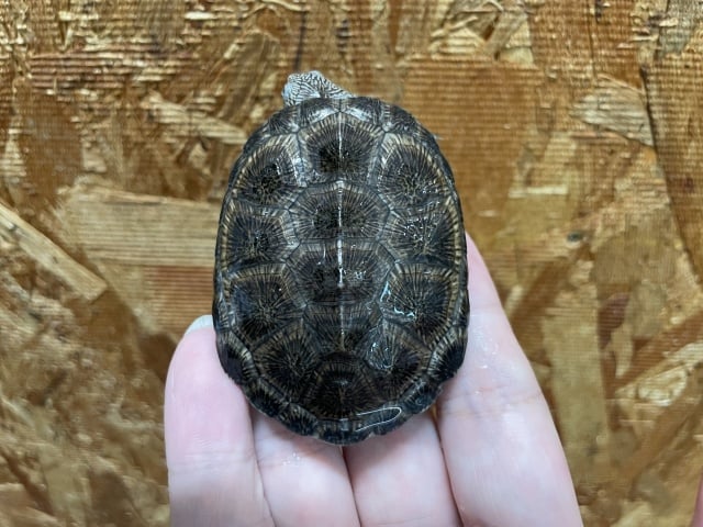 トゥルカナハコヨコクビガメ 
