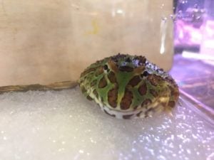 ツノガエル グリーン