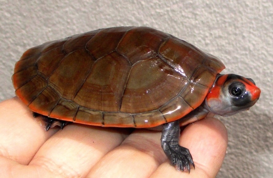 ズアカヨコクビガメ 
