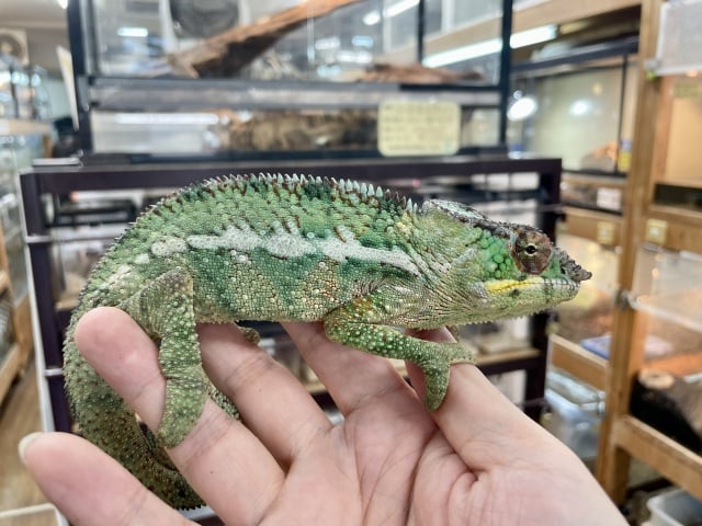 カメレオン ノシベ