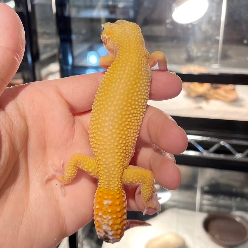 ヒョウモントカゲモドキ サングロー