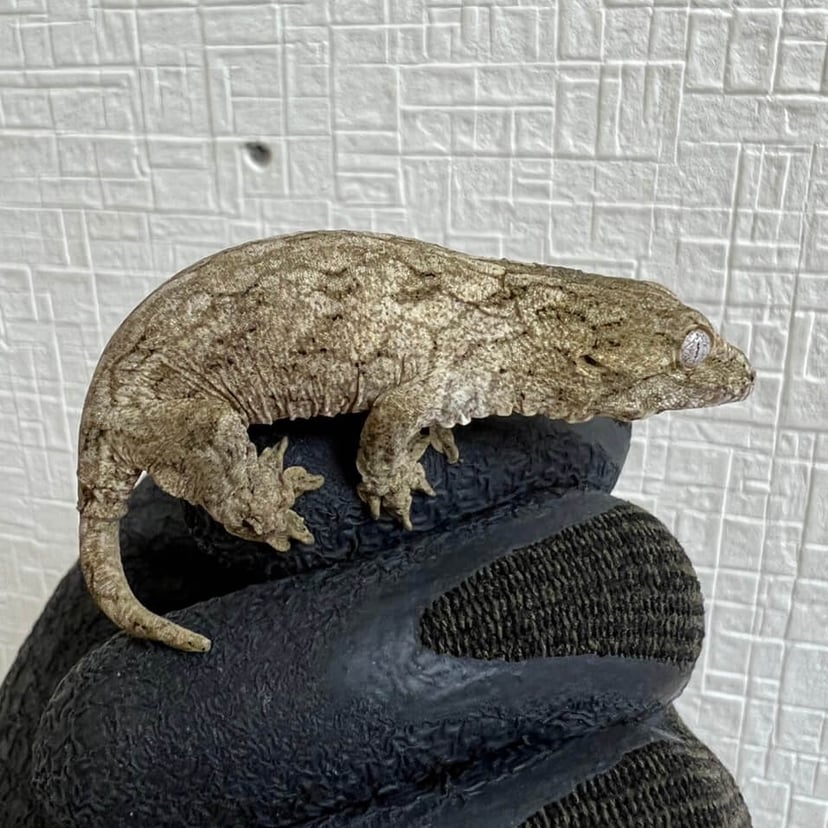 ヌアナ