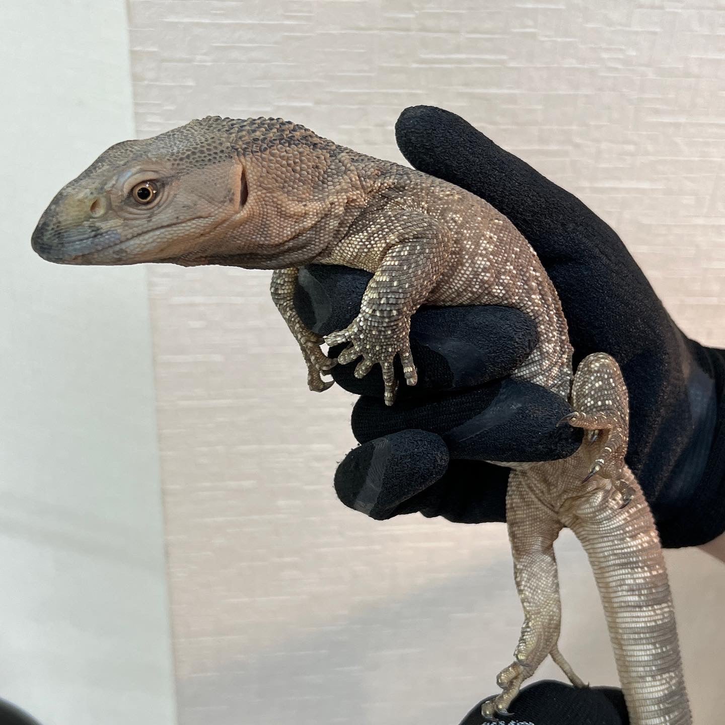アフリカンロックモニター 