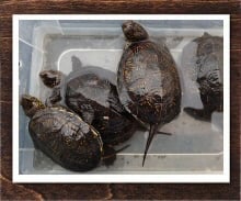 ヨーロッパヌマガメ 