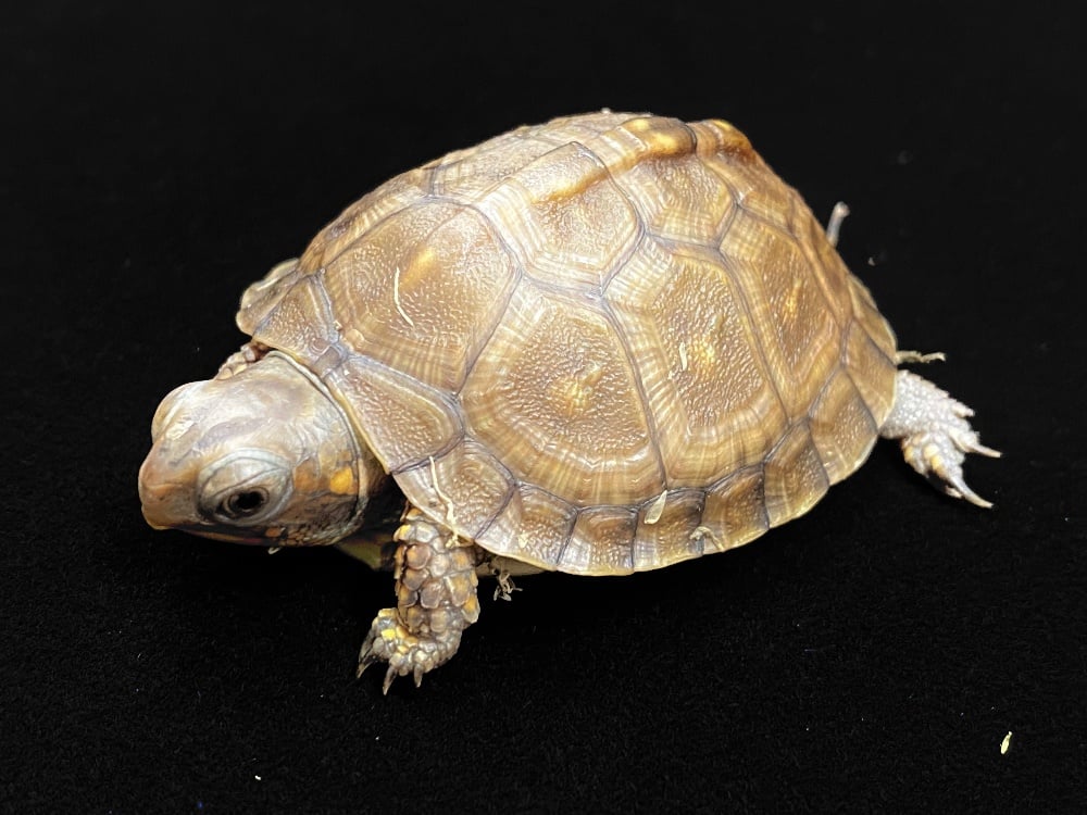 トウブハコガメ 