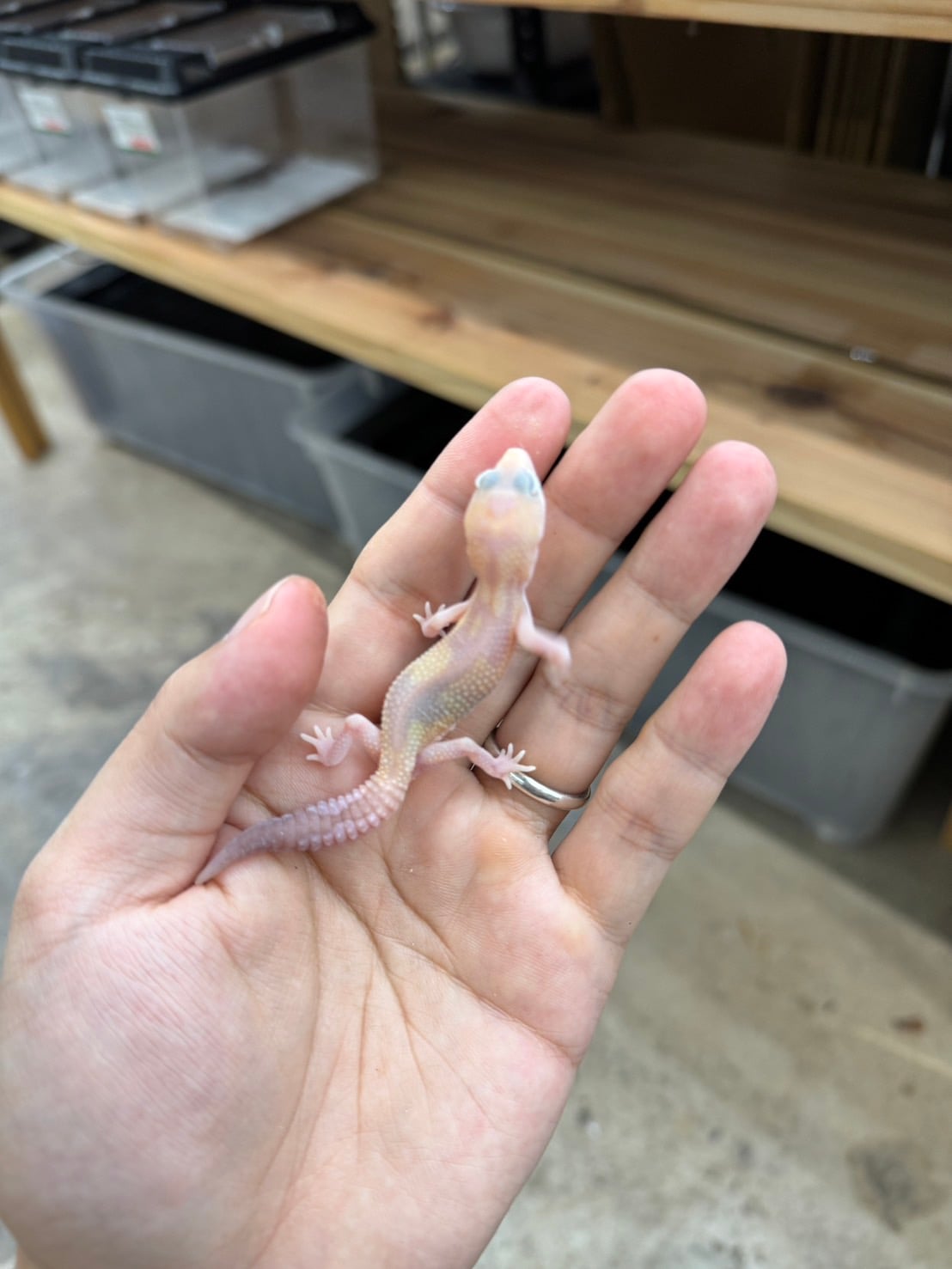 ニシアフリカトカゲモドキ アメルズールーhetスノー