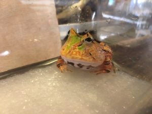 ツノガエル グリーンバック