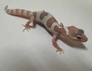 ヒョウモントカゲモドキ マックスノーパターンレス