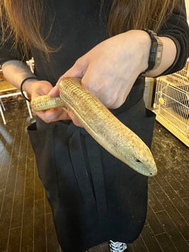 アシナシトカゲ 