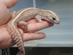 ニシアフリカトカゲモドキ スーパーゼロズールー