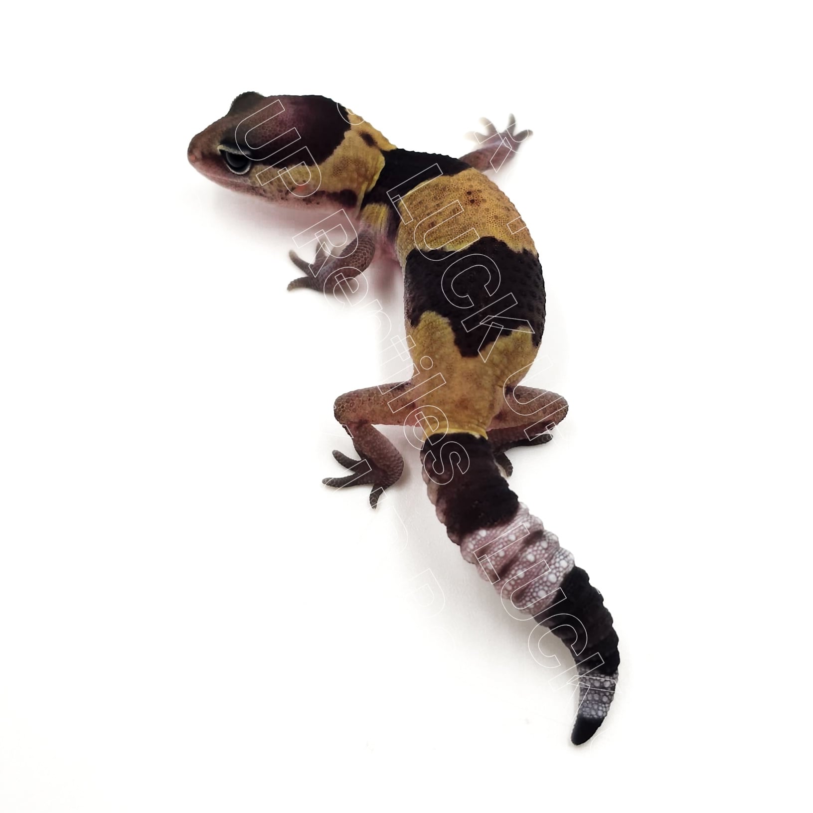 ニシアフリカトカゲモドキ ノーマルphパティ