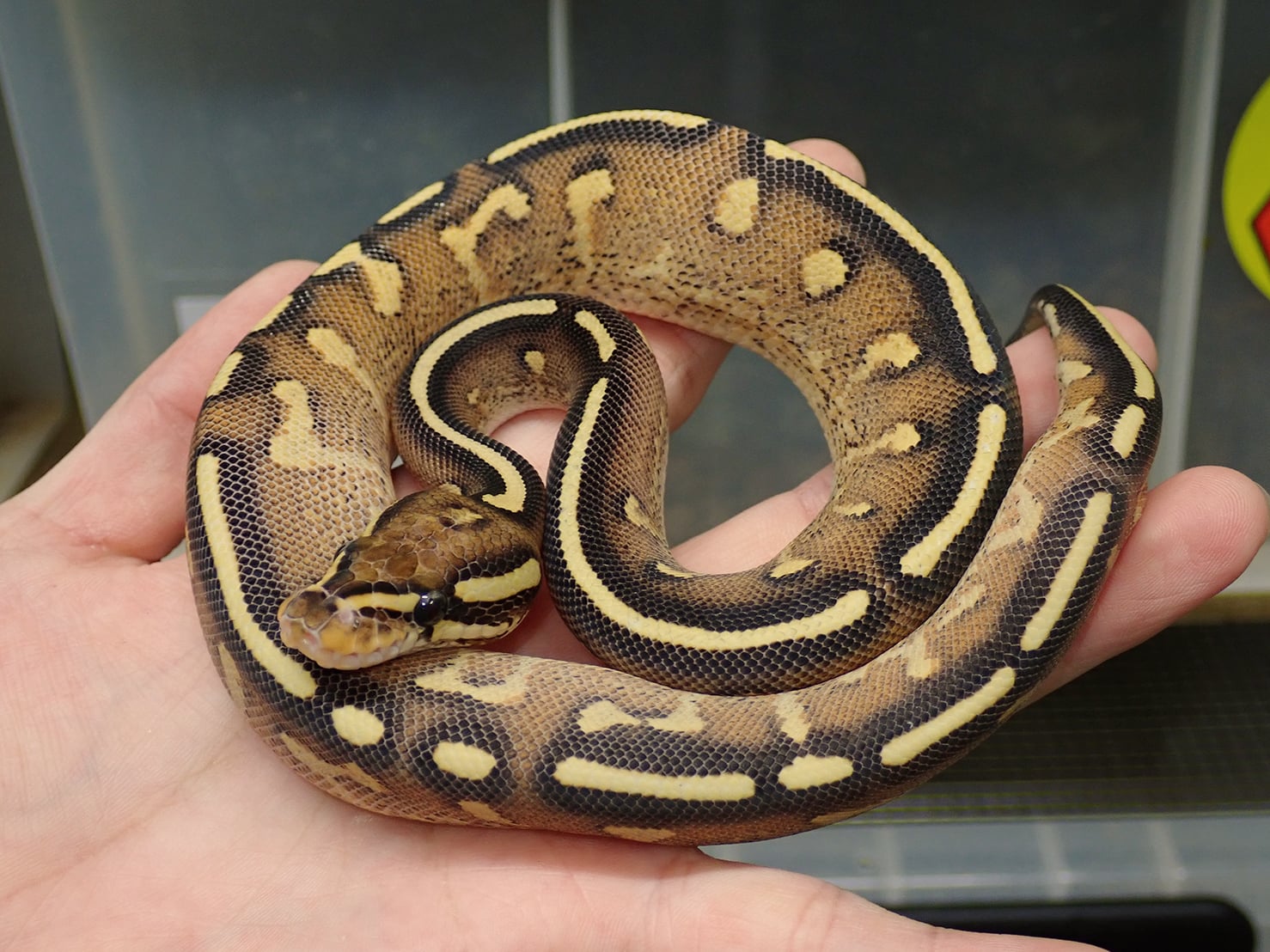 ボールパイソン スーパーグラベル