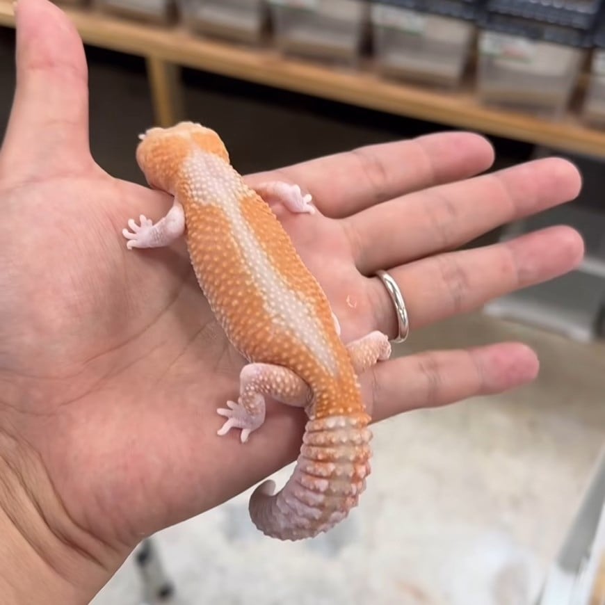ニシアフリカトカゲモドキ アメルズールー