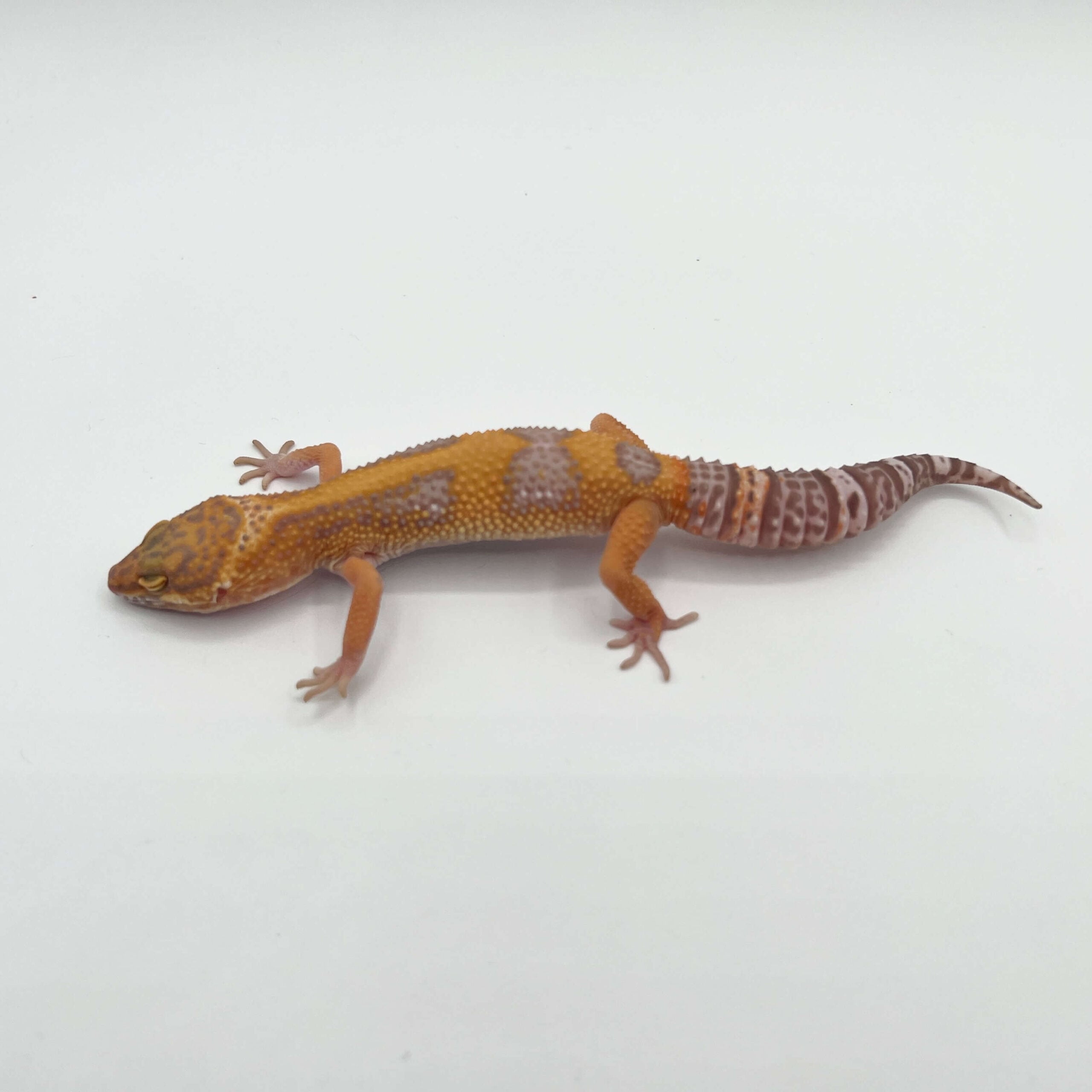 ヒョウモントカゲモドキ ボールドストライプ