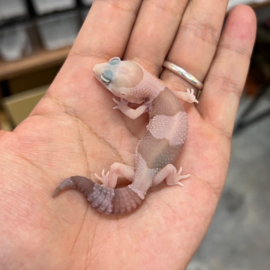 ニシアフリカトカゲモドキ アメルオレオ