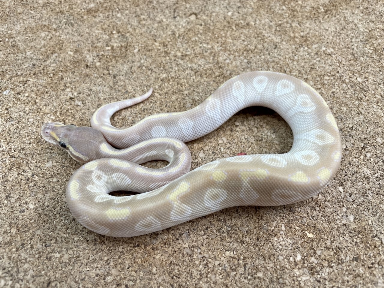 ボールパイソン モハベクリスタル