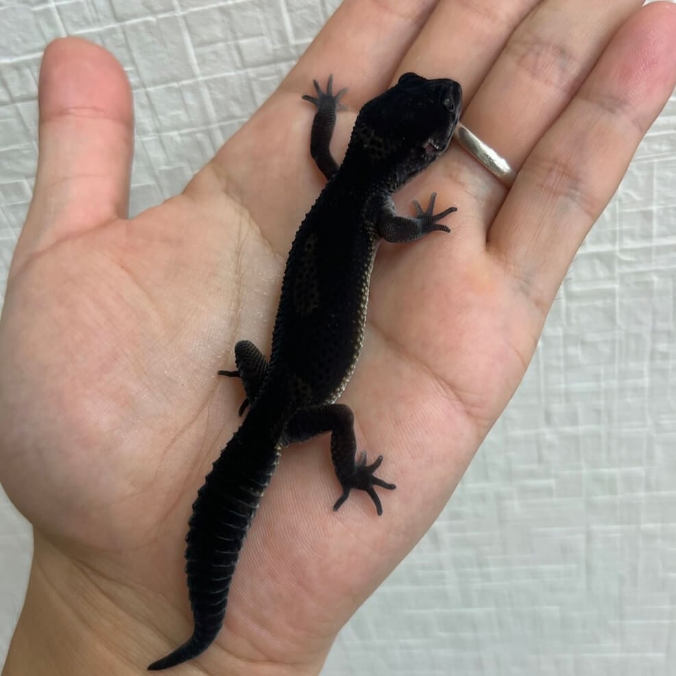 ヒョウモントカゲモドキ ブラックナイト
