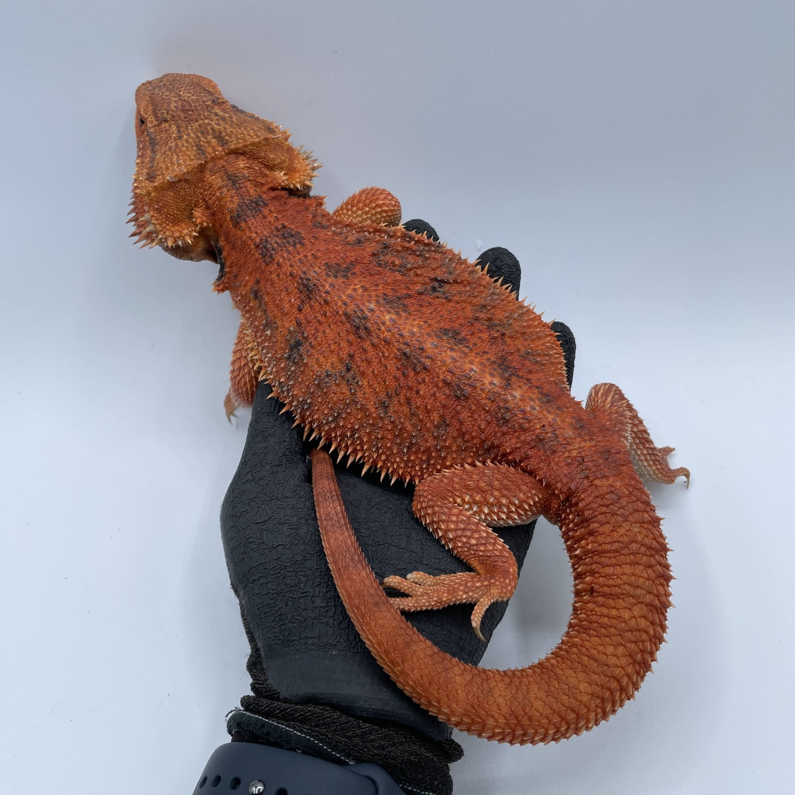 フトアゴヒゲトカゲ ダークレッド