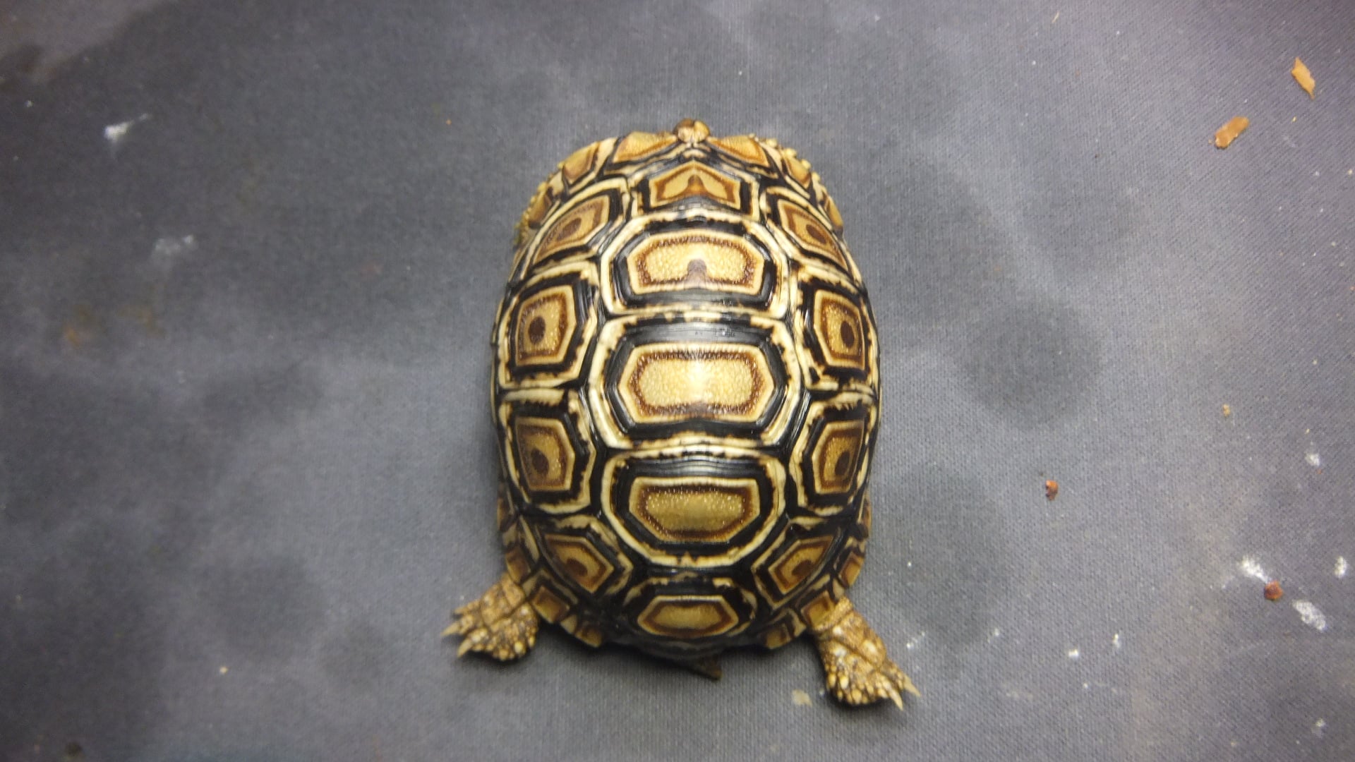 ヒョウモンリクガメ ホワイトタイプ