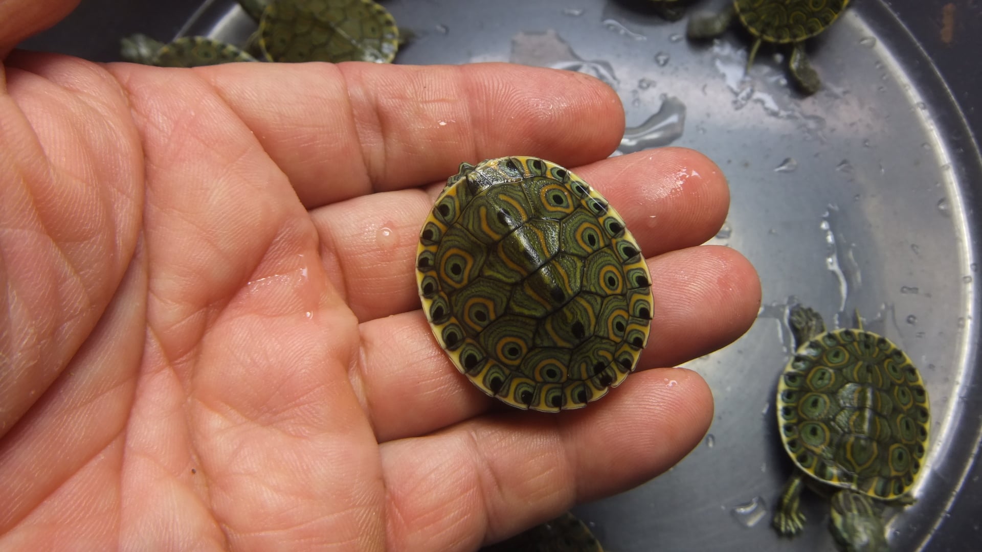 チュウベイクジャクガメ 