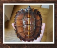 トゲヤマガメ 