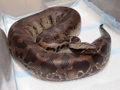 ブラッドパイソン 