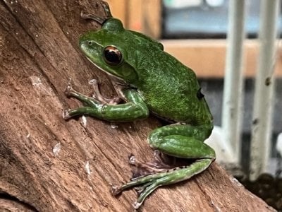 アオガエル 