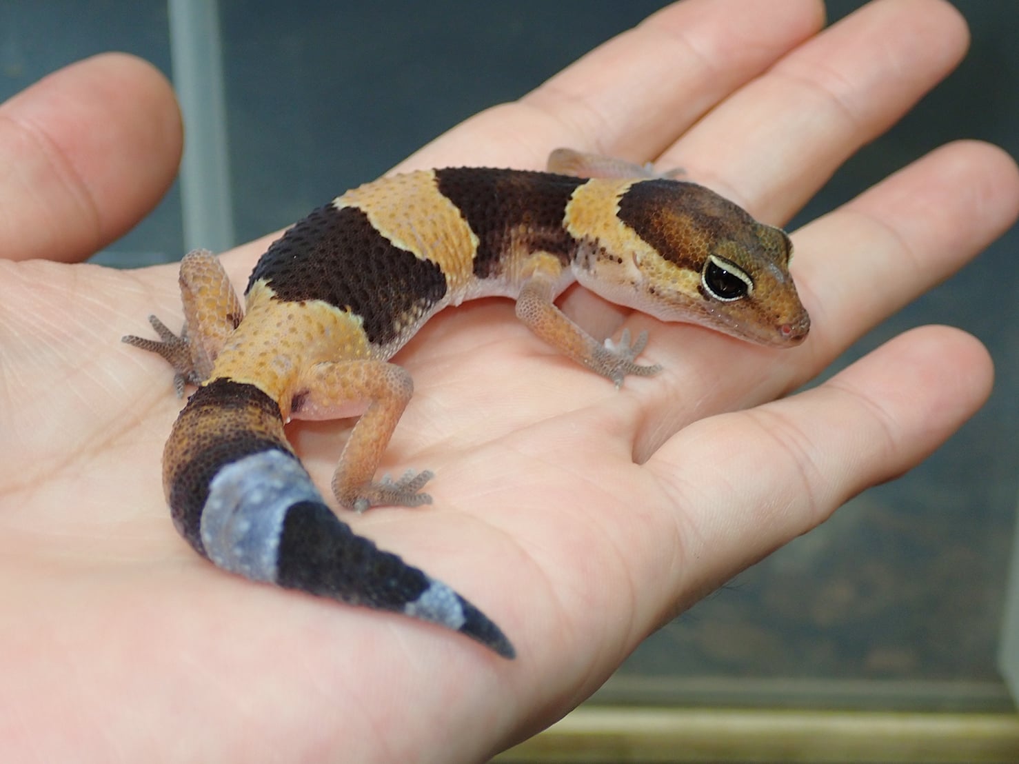 ニシアフリカトカゲモドキ 