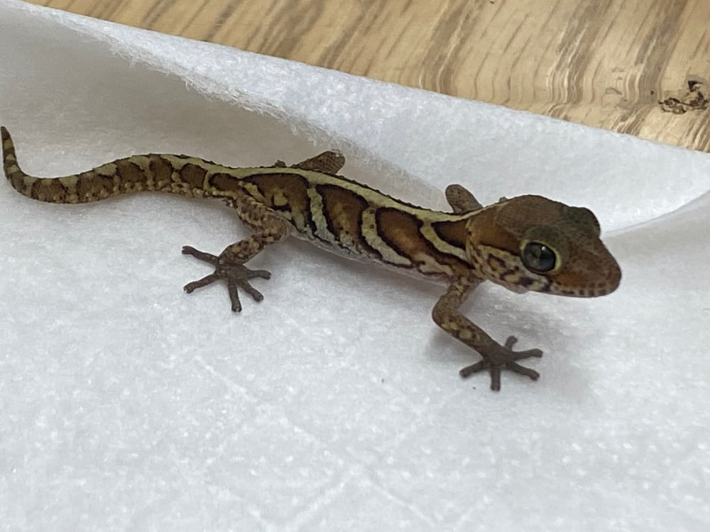 ソメワケササクレヤモリ 