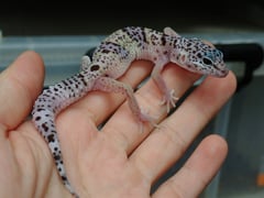 ヒョウモントカゲモドキ ワイルドブラッドライン・ファスキオラータス