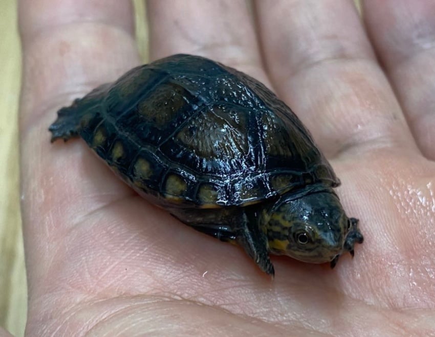 ノドジロドロガメ 