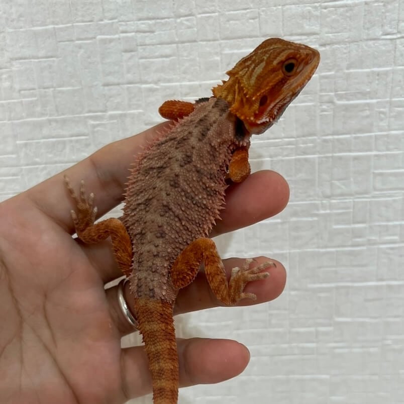 フトアゴヒゲトカゲ ダークレッド