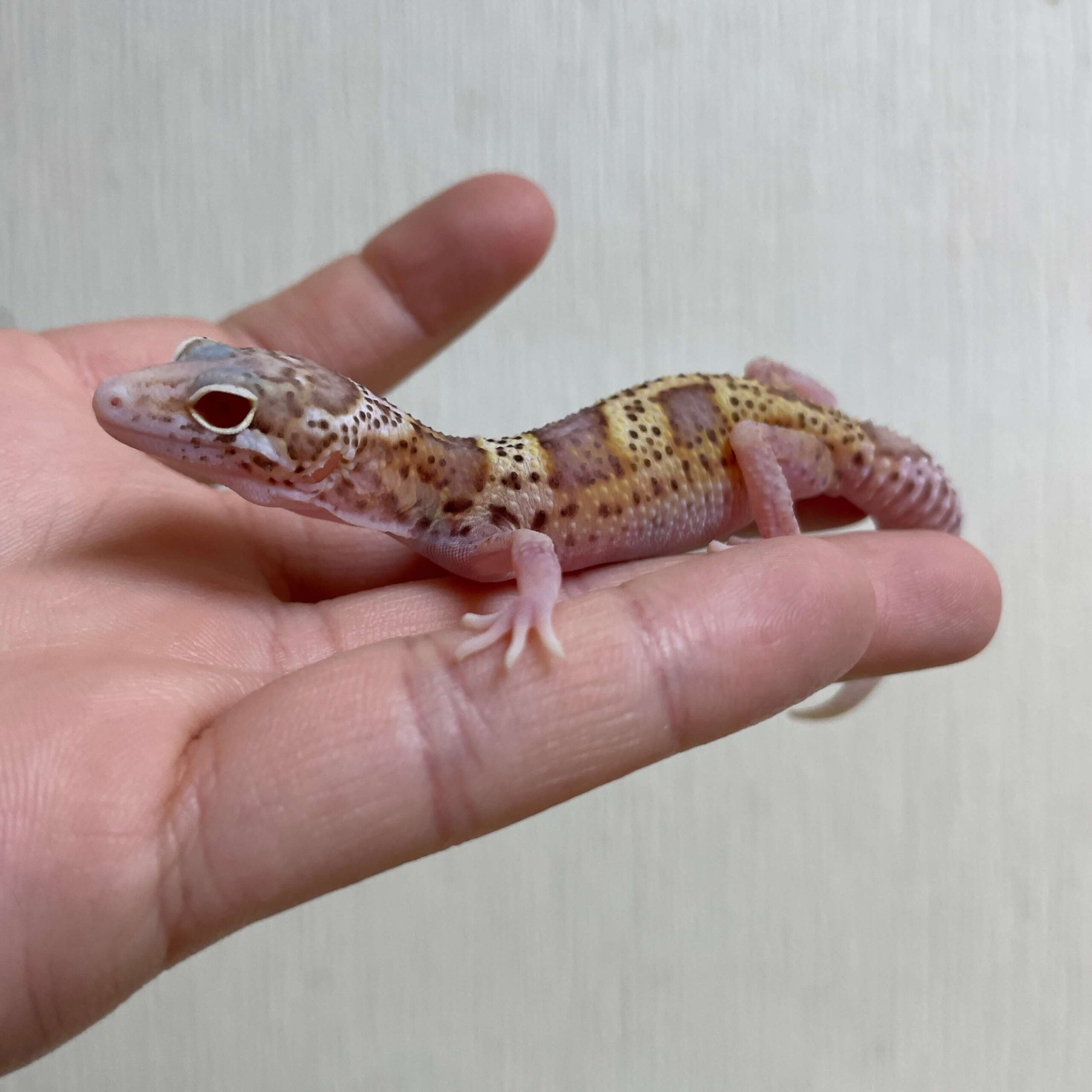 ヒョウモントカゲモドキ スノーレーダー