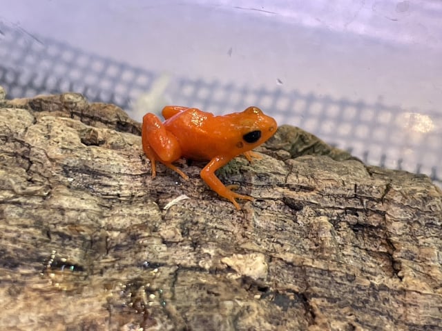 アデガエル 
