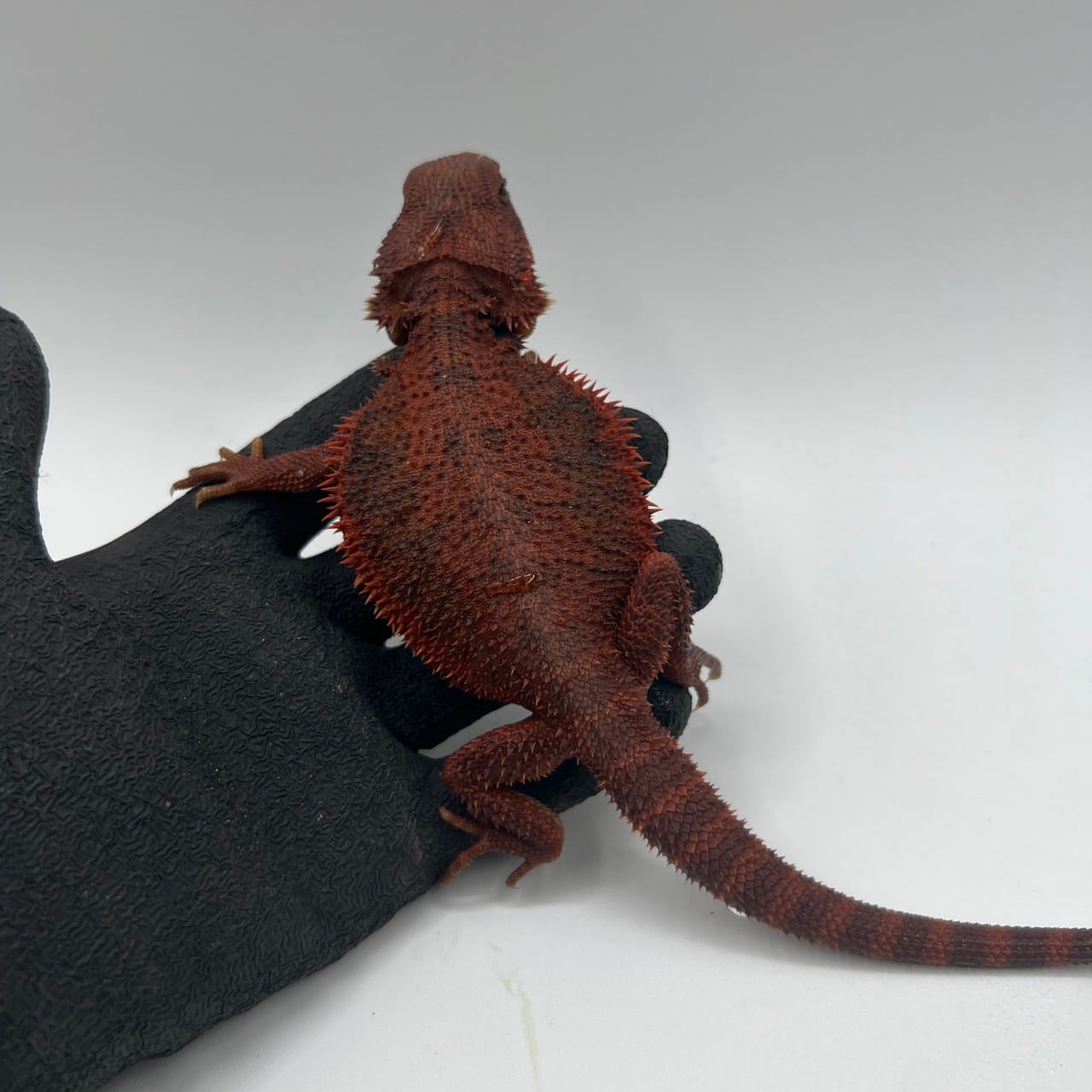 フトアゴヒゲトカゲ ダークレッド