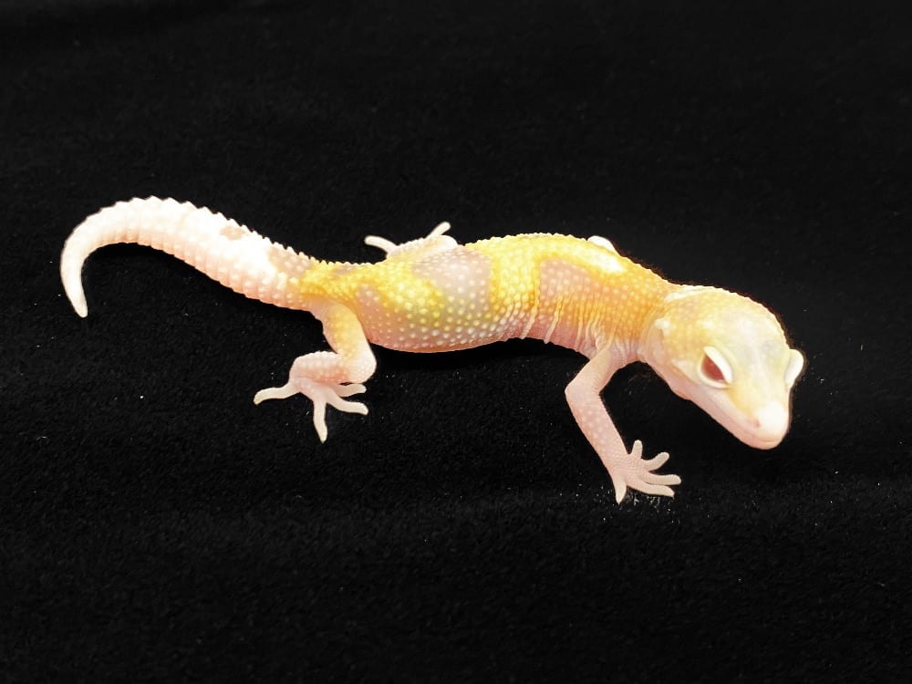 ヒョウモントカゲモドキ WYラプター