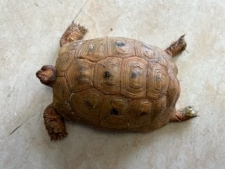 ギリシャリクガメ 