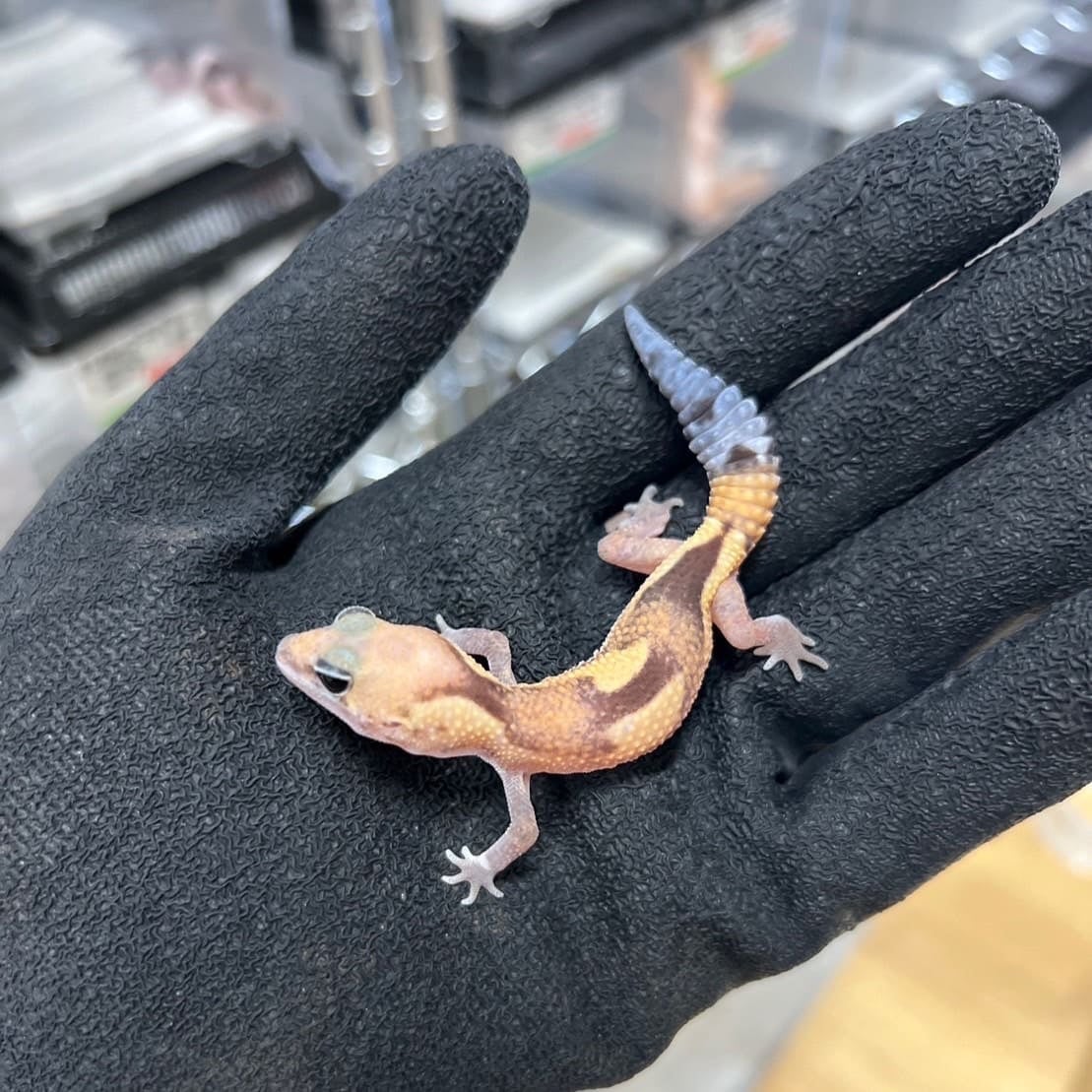 ニシアフリカトカゲモドキ ズールーhetゴーストオレオ
