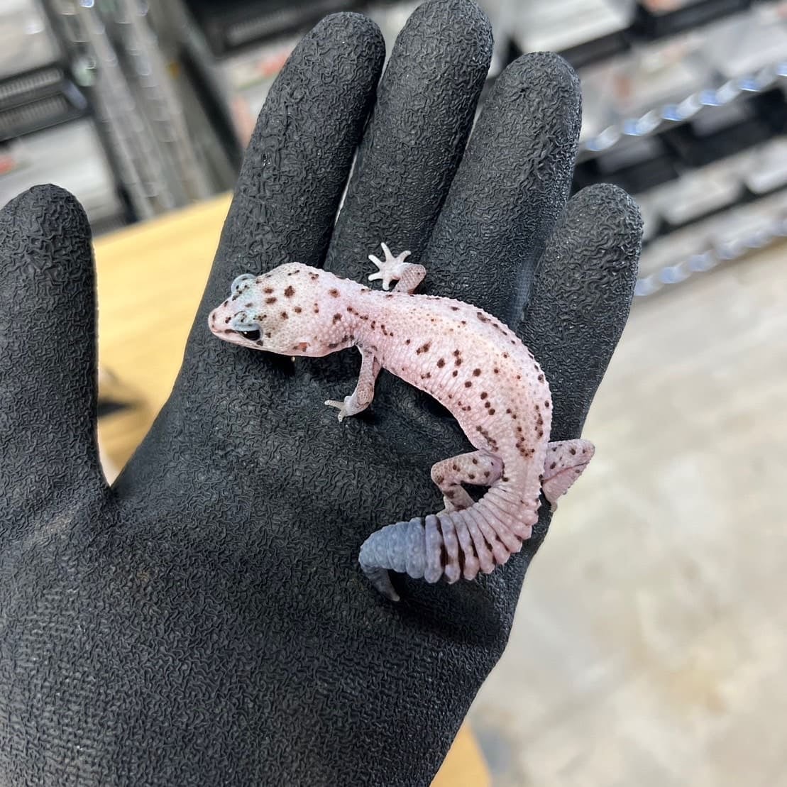 ニシアフリカトカゲモドキ ホワイトオレオパティ