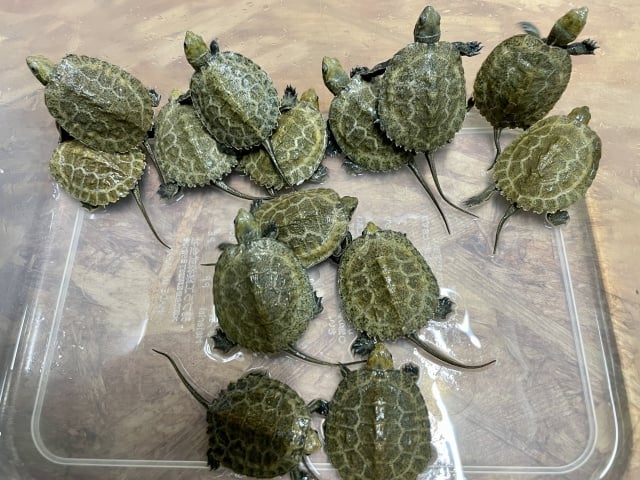 ニホンイシガメ 