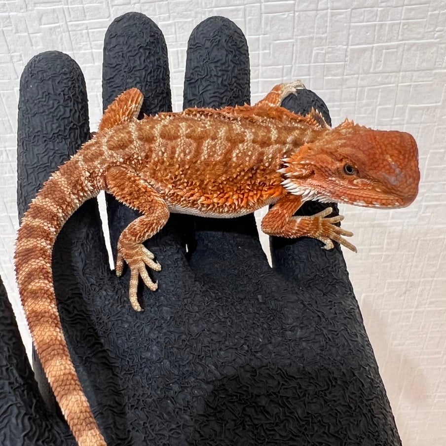 フトアゴヒゲトカゲ ダークレッド